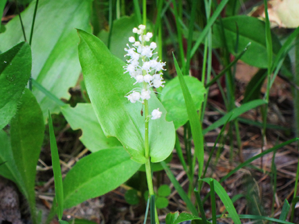 Adirondack Wildflowers:  Canada Mayflower in bloom at the Paul Smiths VIC (3 June 2011)